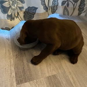 Meet your Posher, Justin